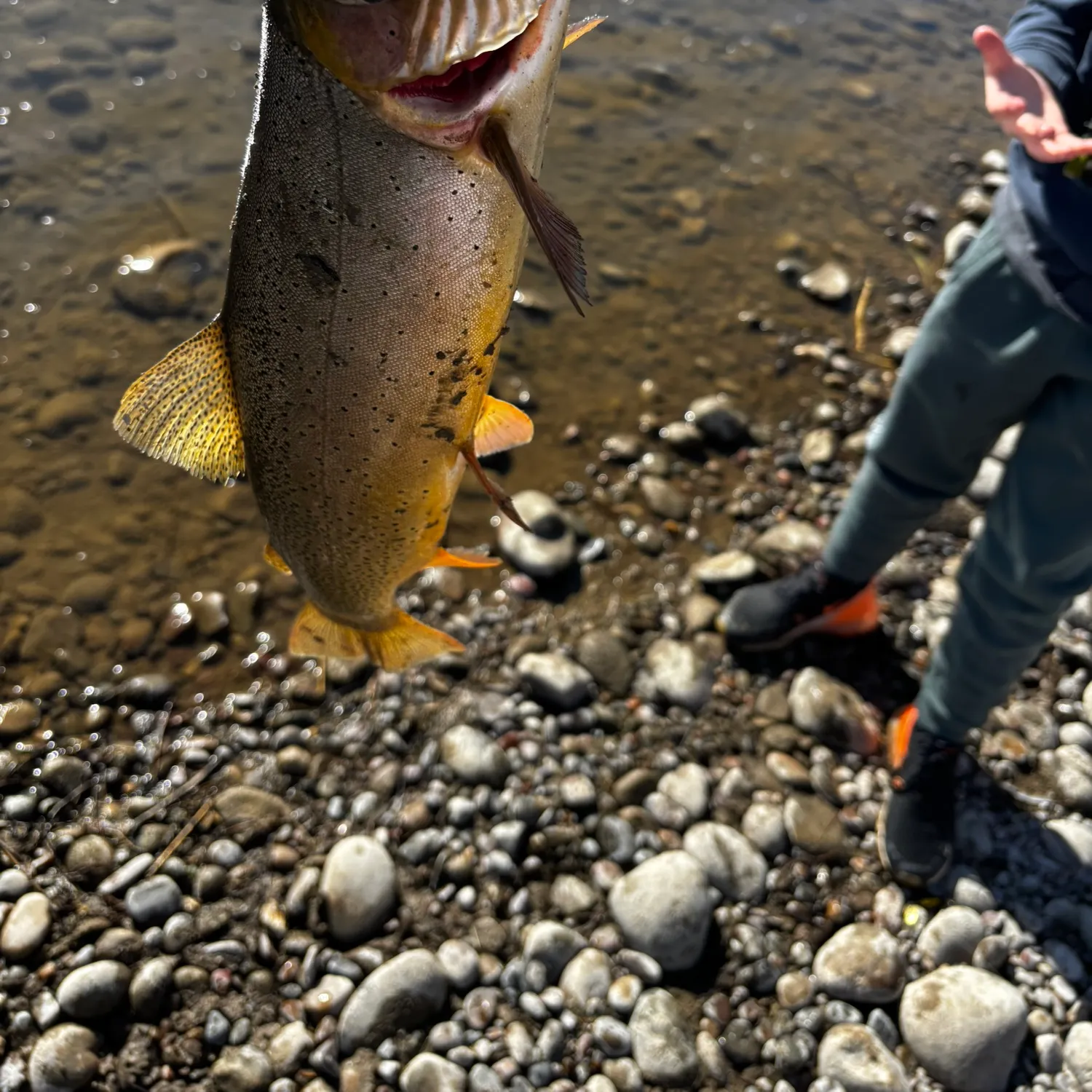 Cutthroat trout caught on Fishbrain