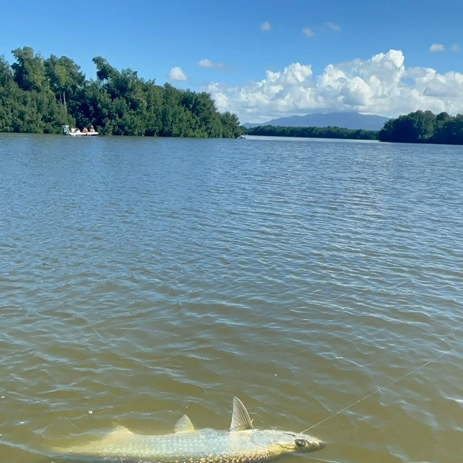 The most recent Tarpon catches on Fishbrain
