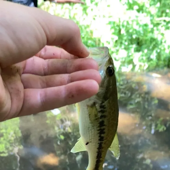 Spotted bass caught on Fishbrain