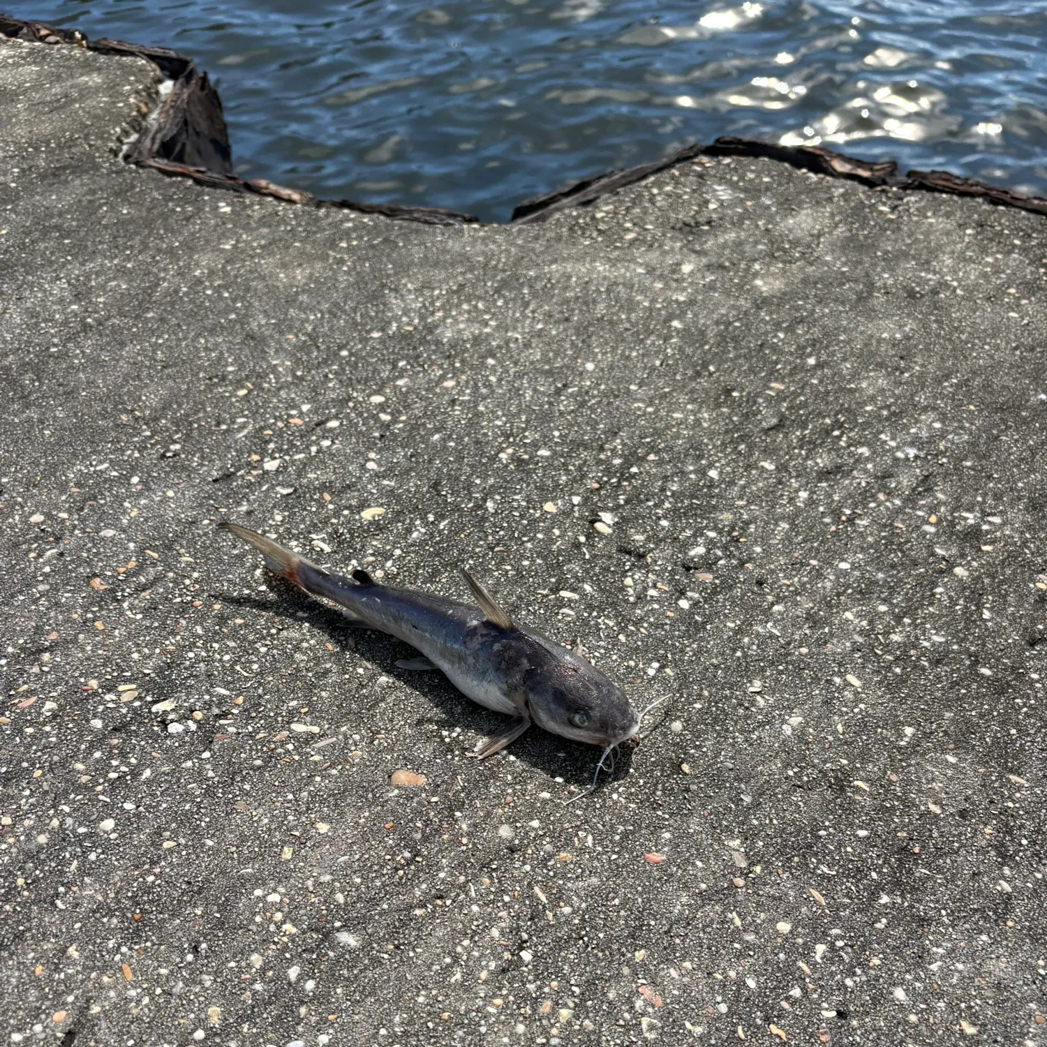 Hardhead sea catfish caught on Fishbrain