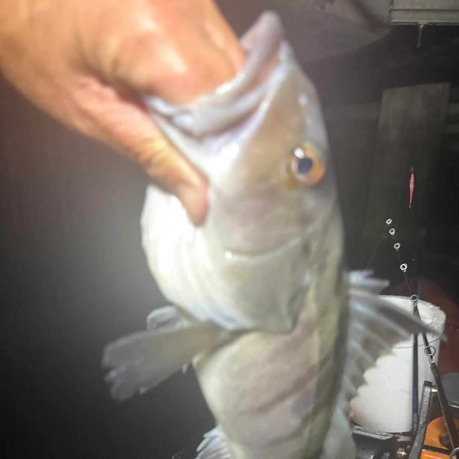Barred sand bass caught on Fishbrain