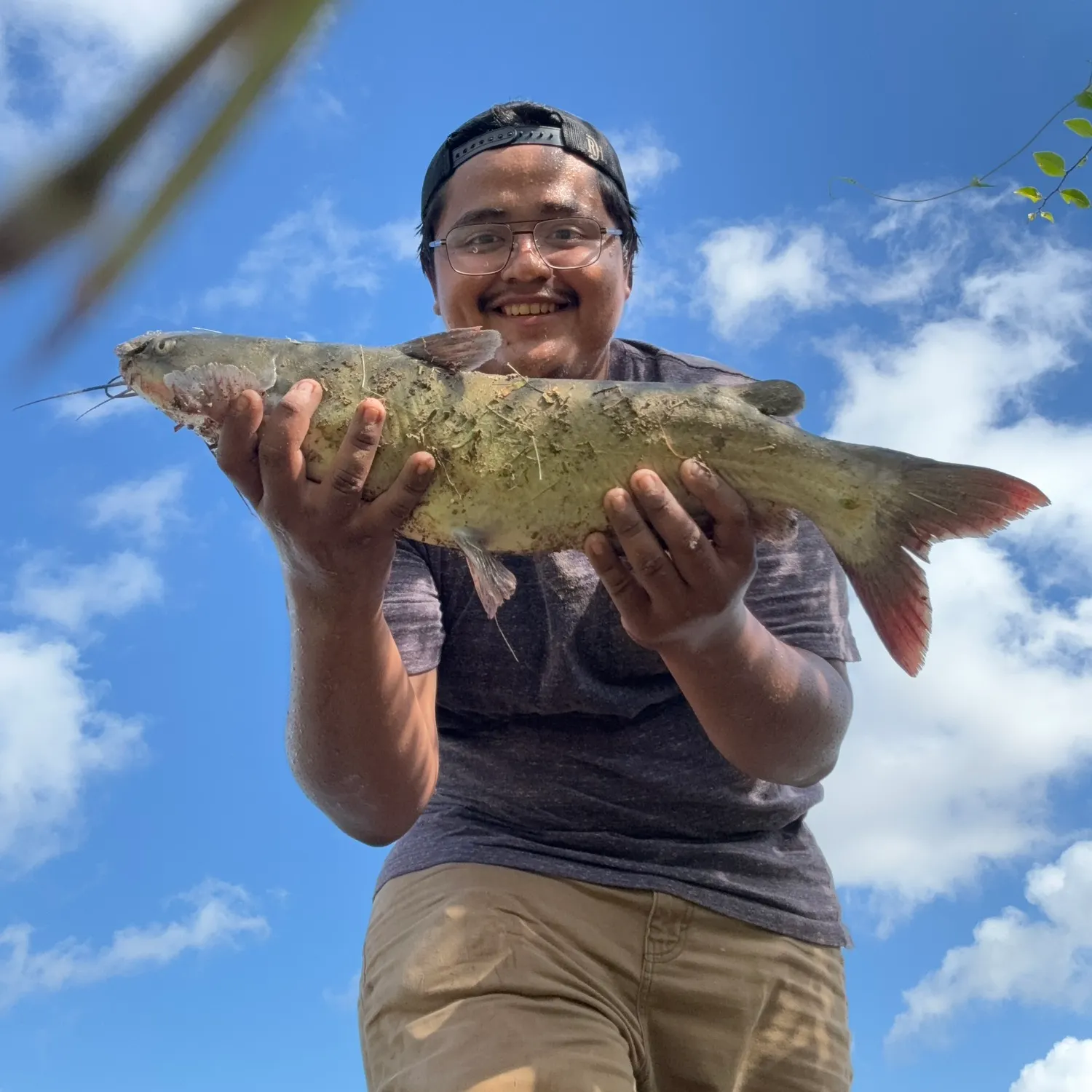 Channel catfish caught on Fishbrain