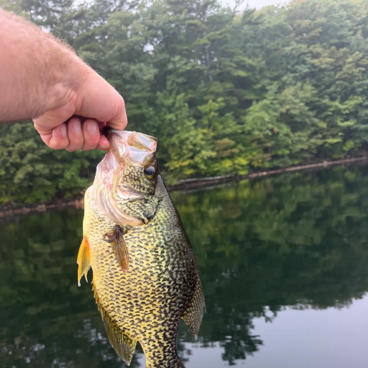 Black crappie caught on Fishbrain