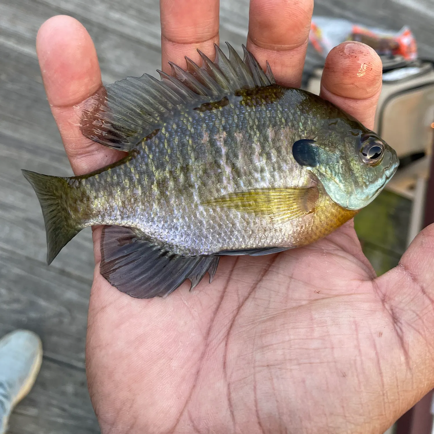 Bluegill caught on Fishbrain