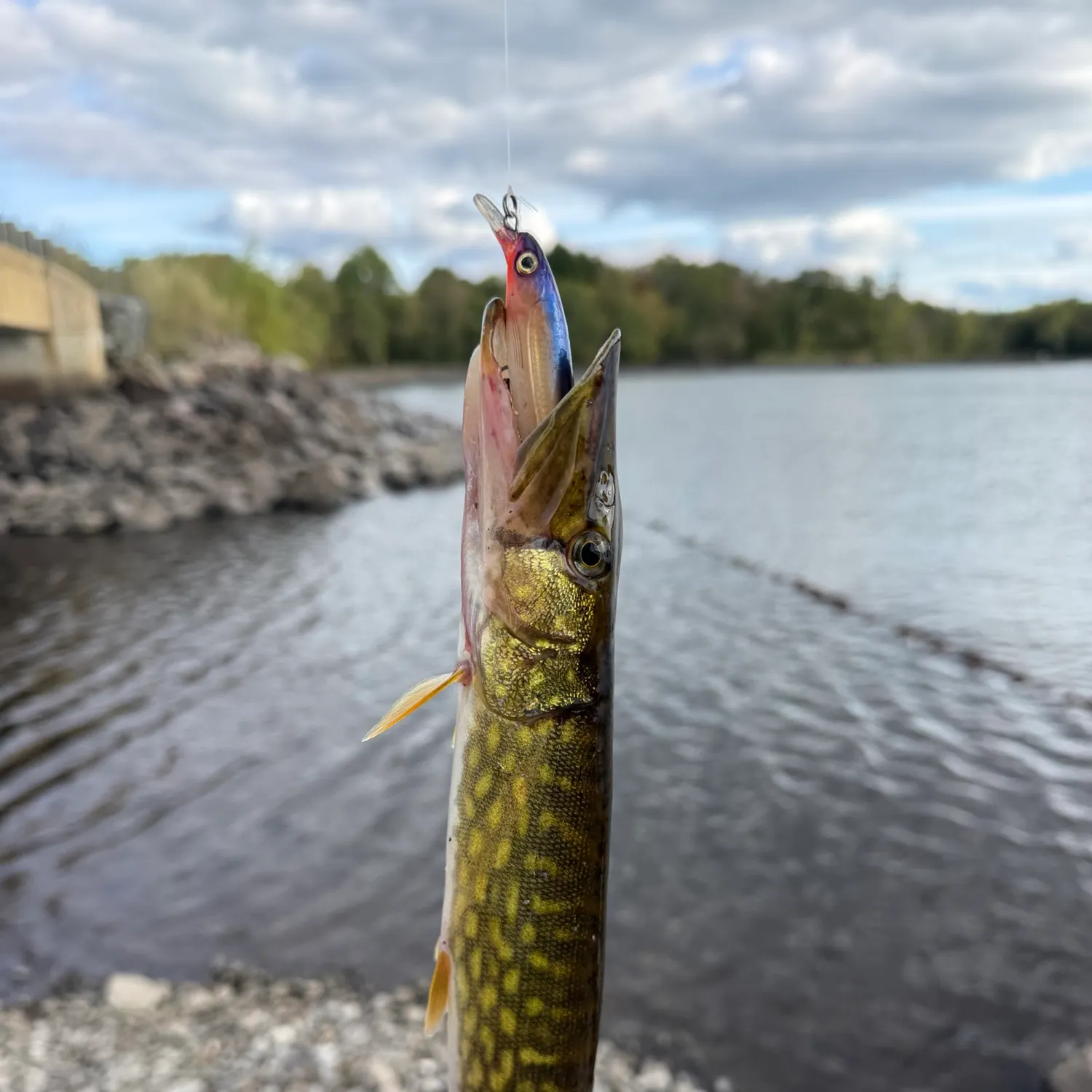 Chain pickerel caught on Fishbrain