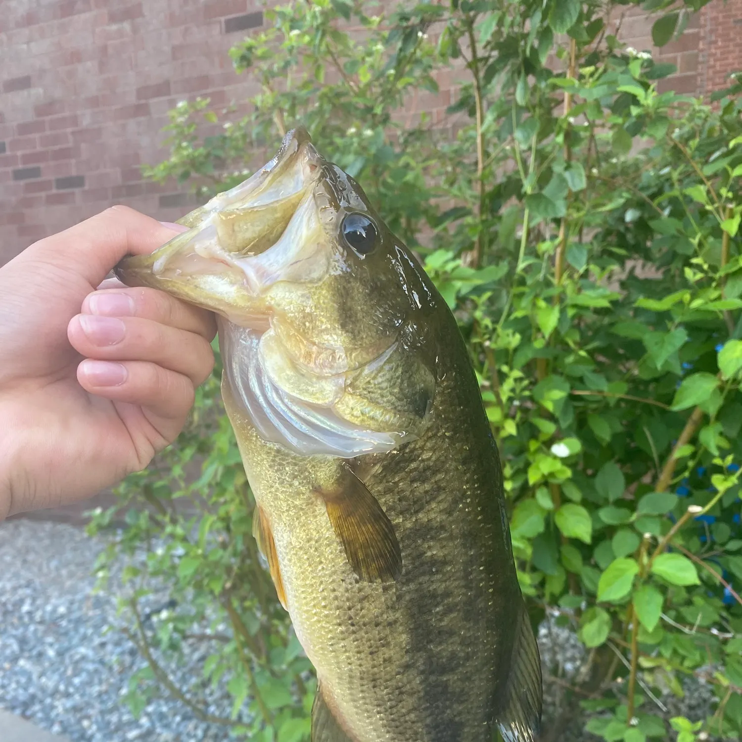 Largemouth bass caught on Fishbrain