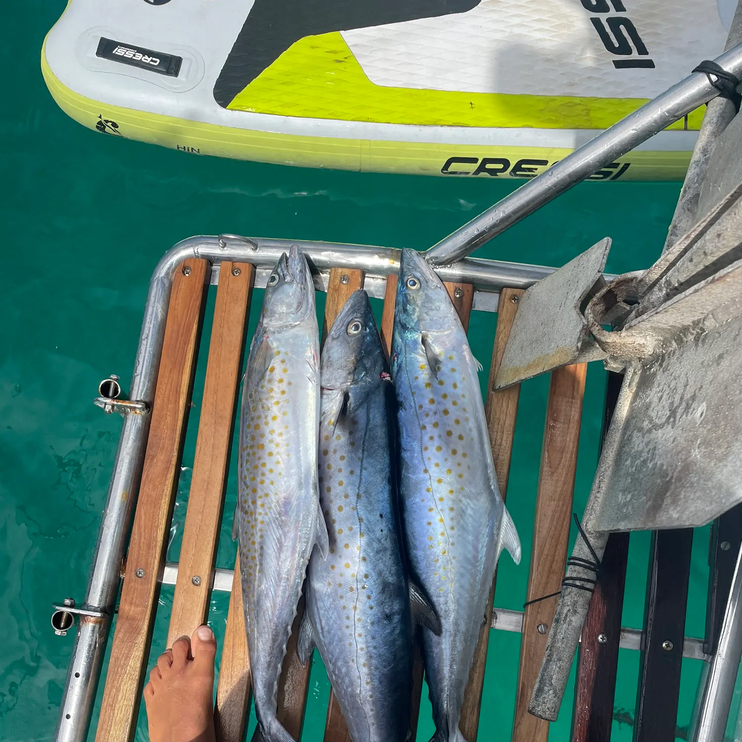 Wahoo caught on Fishbrain