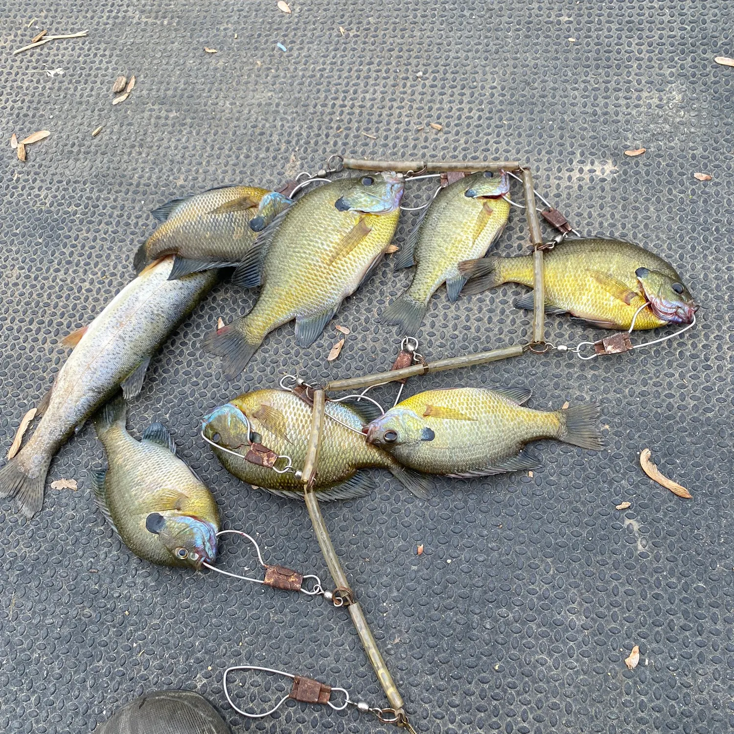 recently logged catches