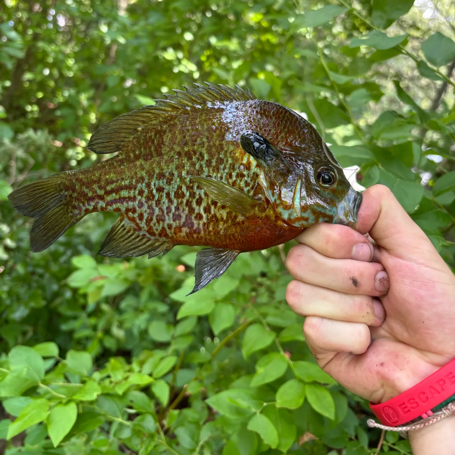 recently logged catches