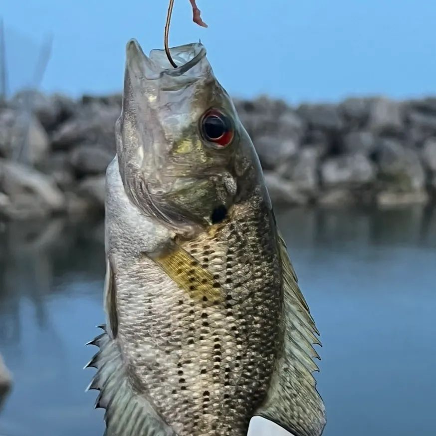 Rock bass caught on Fishbrain