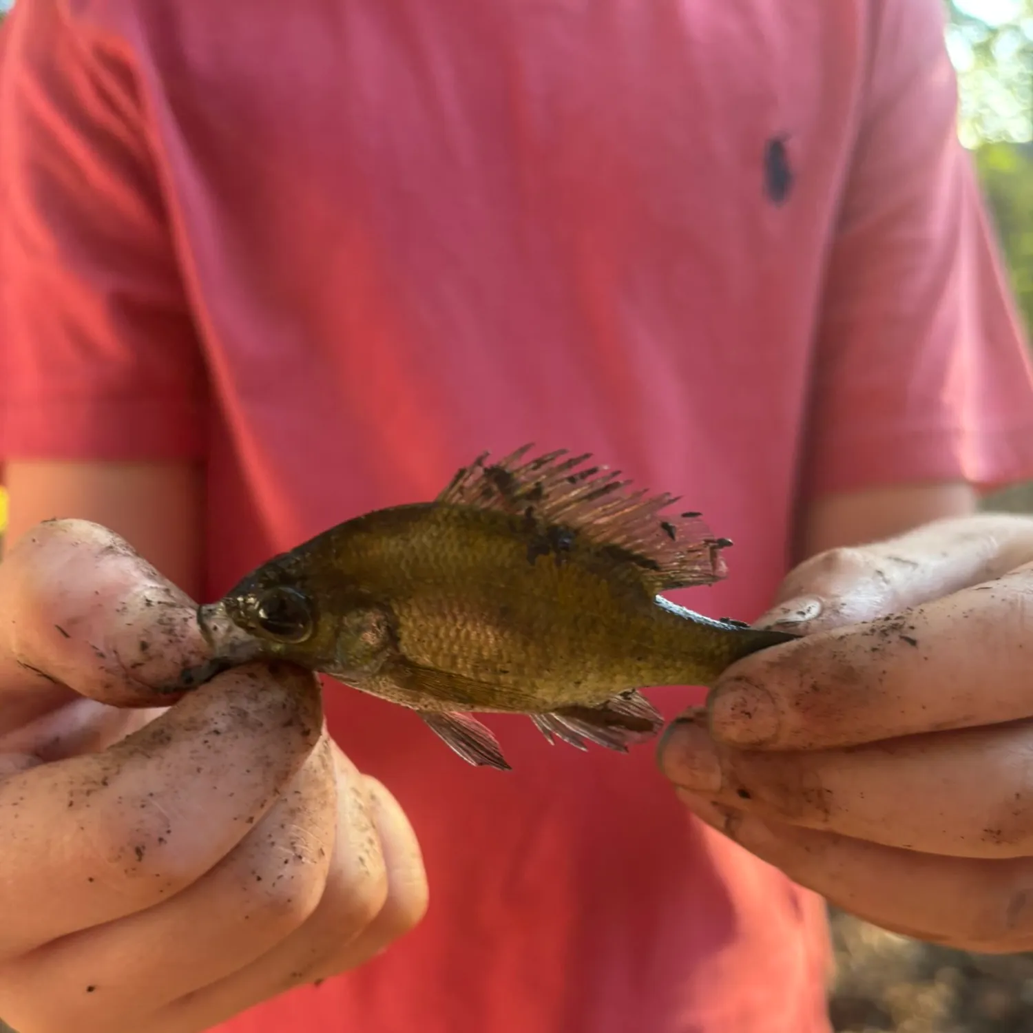 Bluegill caught on Fishbrain