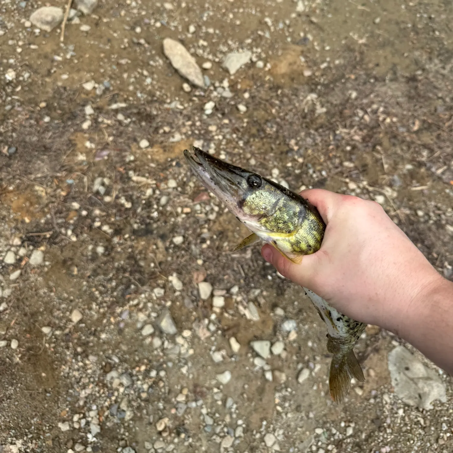 The most recent Grass pickerel catches on Fishbrain