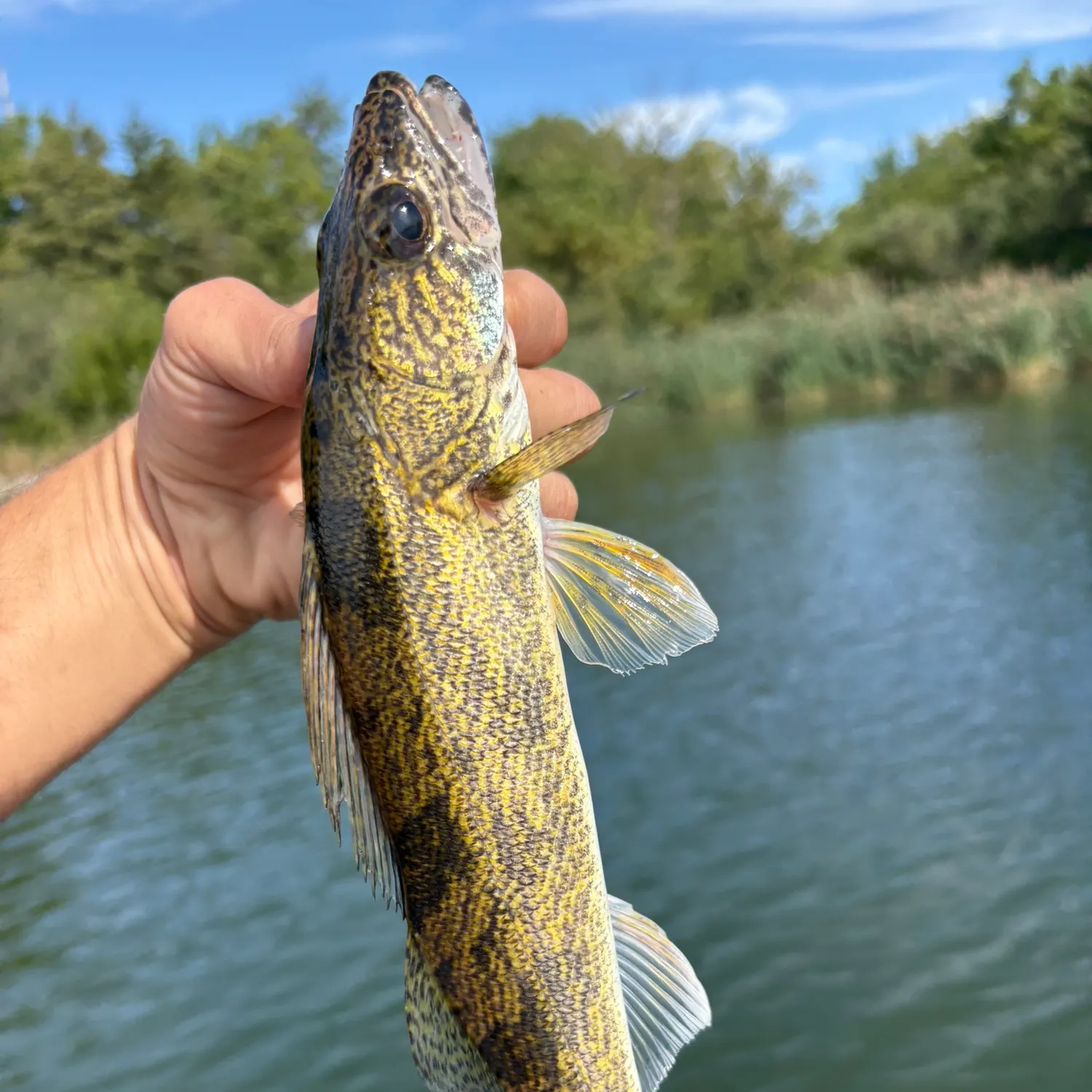 Saugeye caught on Fishbrain
