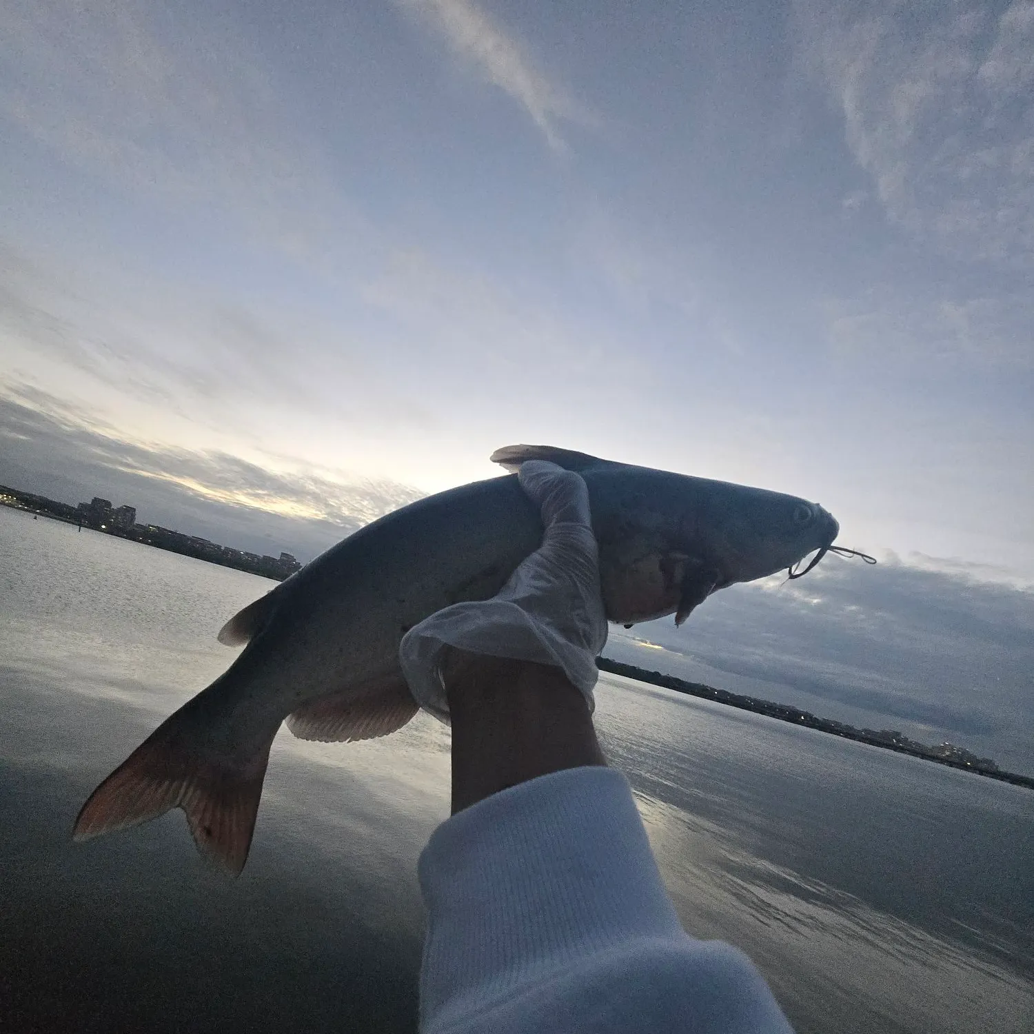 Channel catfish caught on Fishbrain