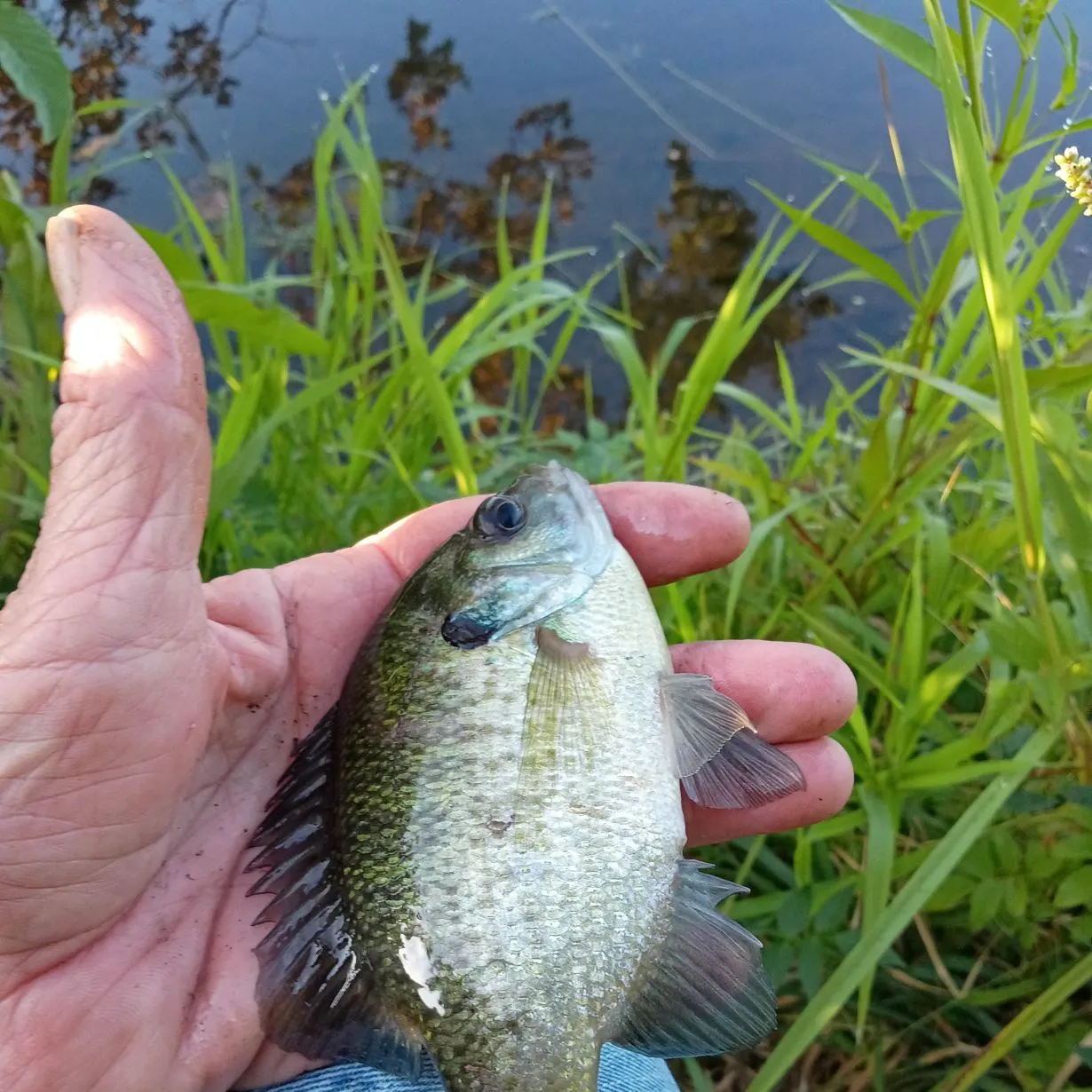 Bluegill caught on Fishbrain