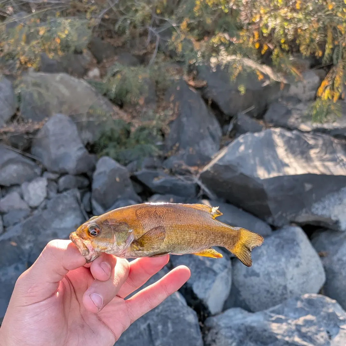 Smallmouth bass caught on Fishbrain