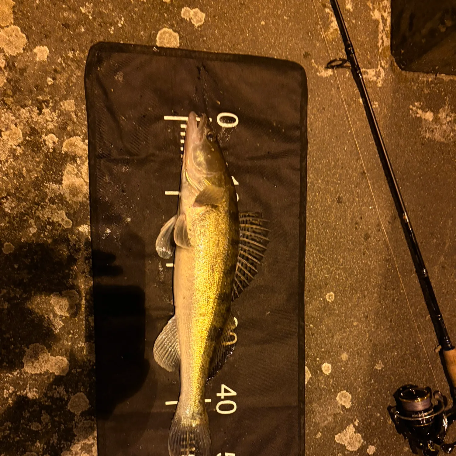 Zander caught on Fishbrain