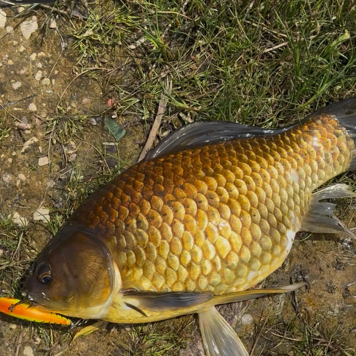 Goldfish caught on Fishbrain
