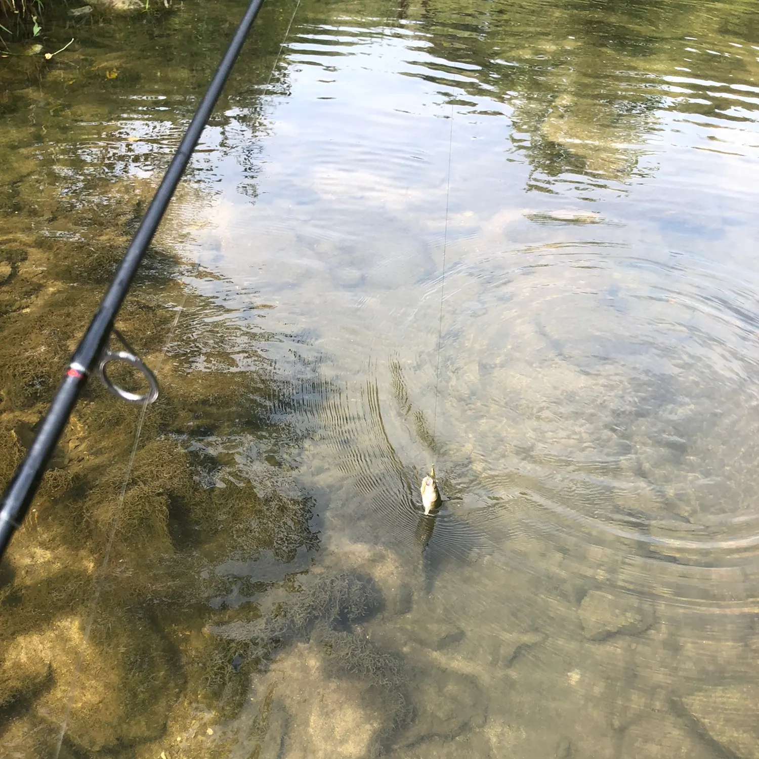 angler catch
