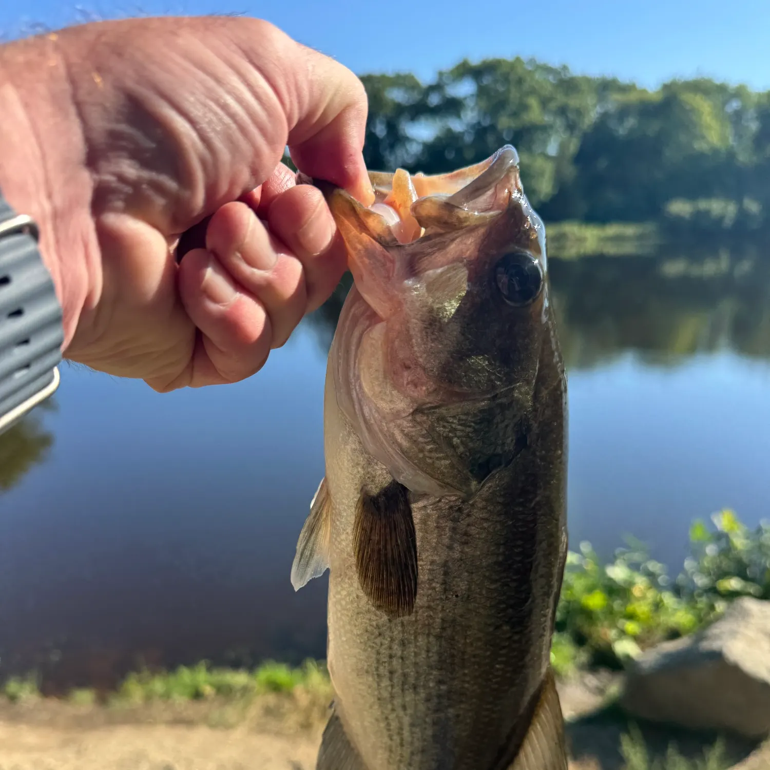 Largemouth bass caught on Fishbrain