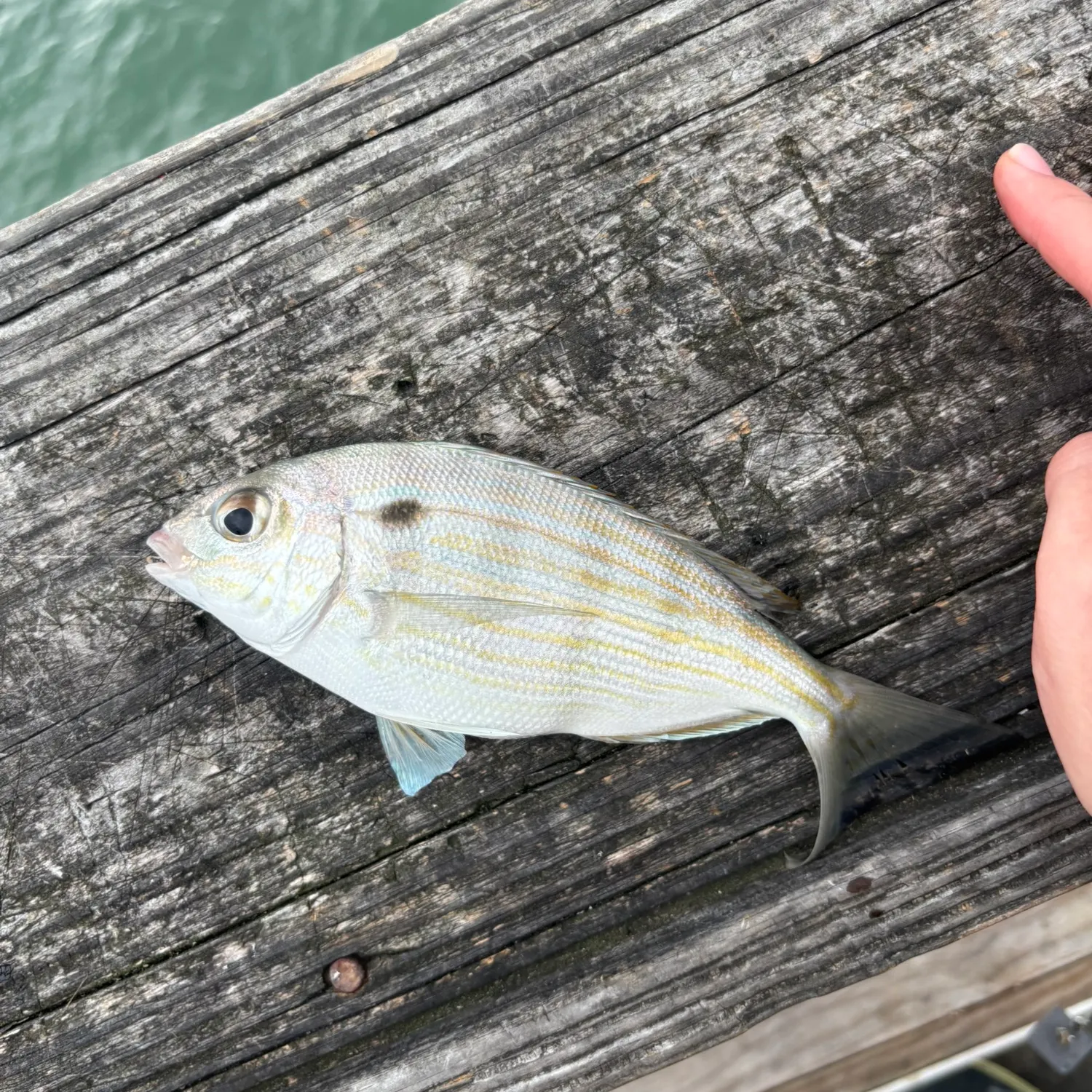 The most recent Pinfish catches on Fishbrain