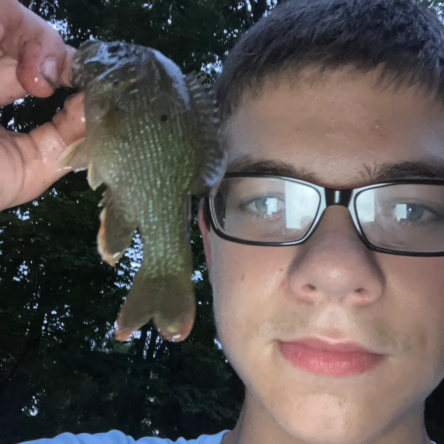 Green sunfish caught on Fishbrain