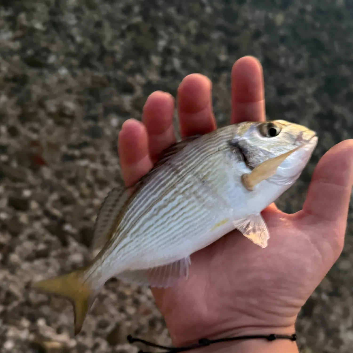 Gilthead seabream caught on Fishbrain