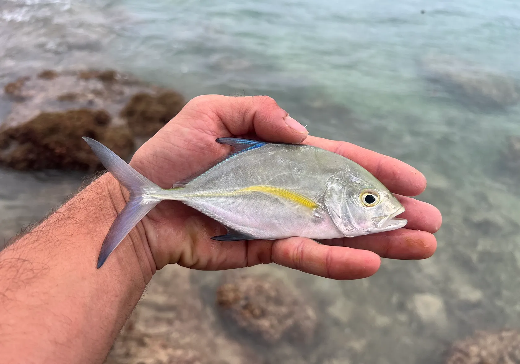 Bluefin trevally