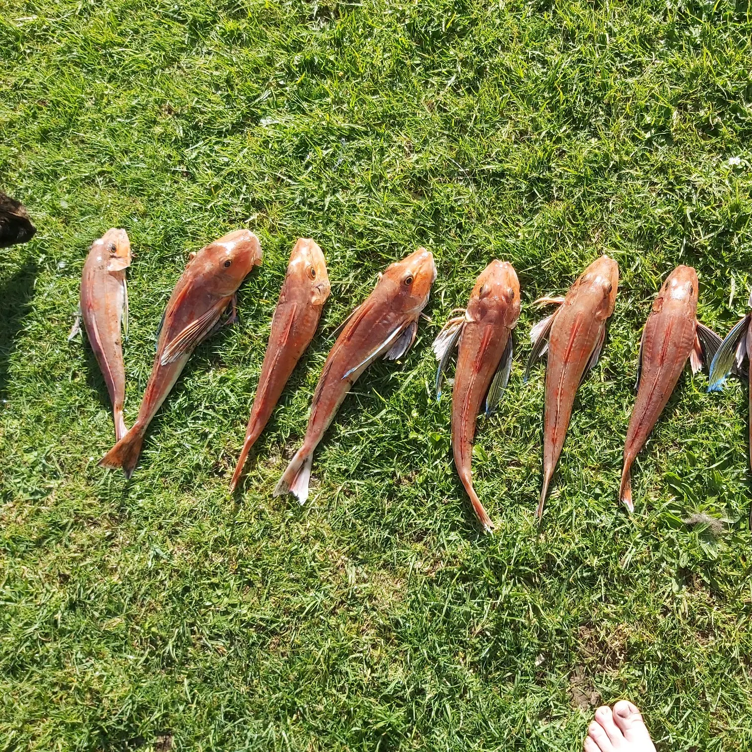 recently logged catches