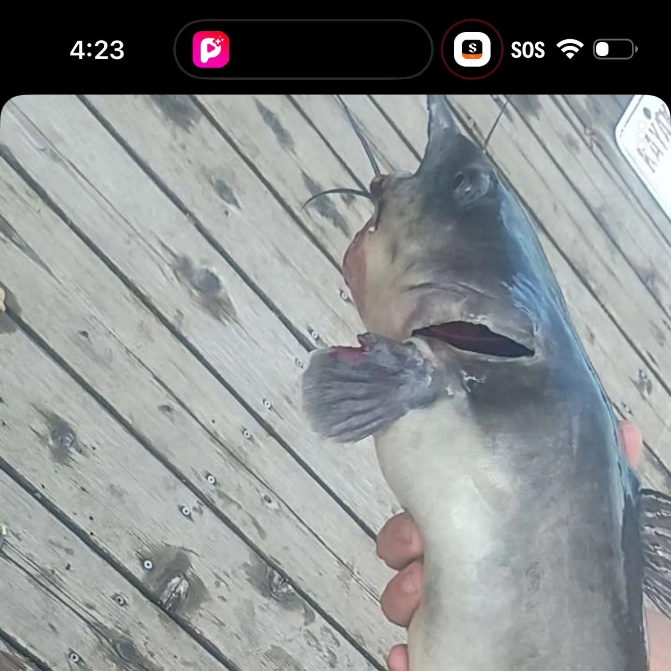 Blue catfish caught on Fishbrain