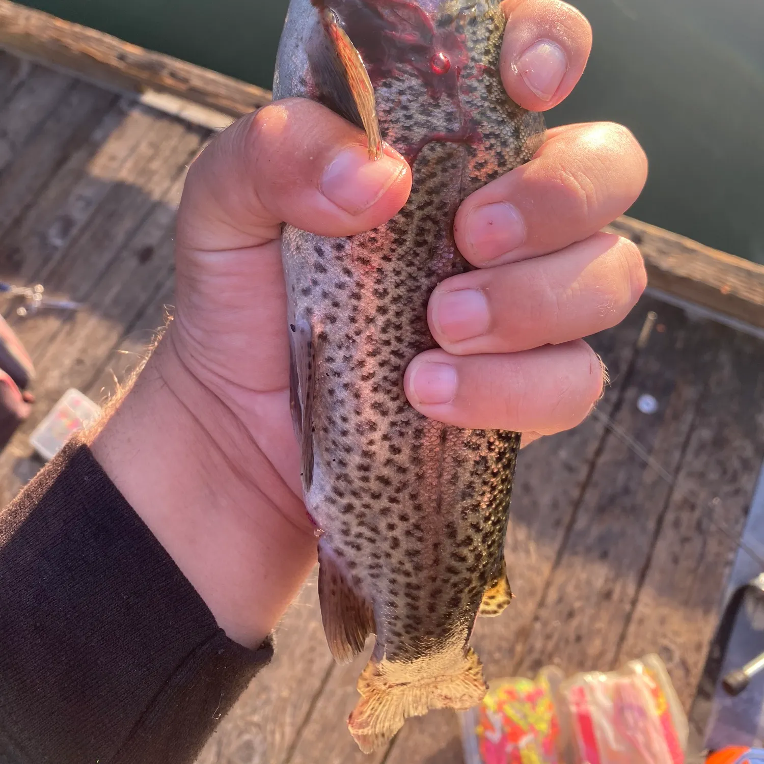 Rainbow trout caught on Fishbrain