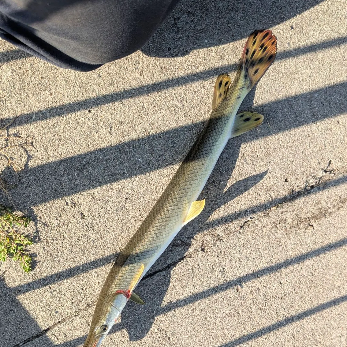 The most recent Shortnose gar catches on Fishbrain