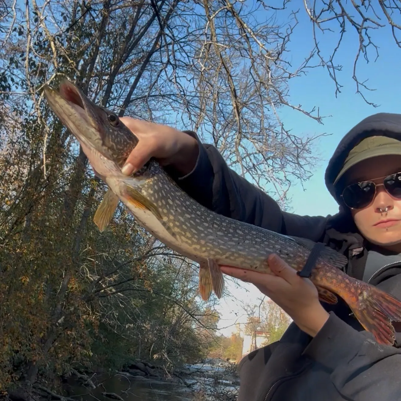 Northern pike caught on Fishbrain
