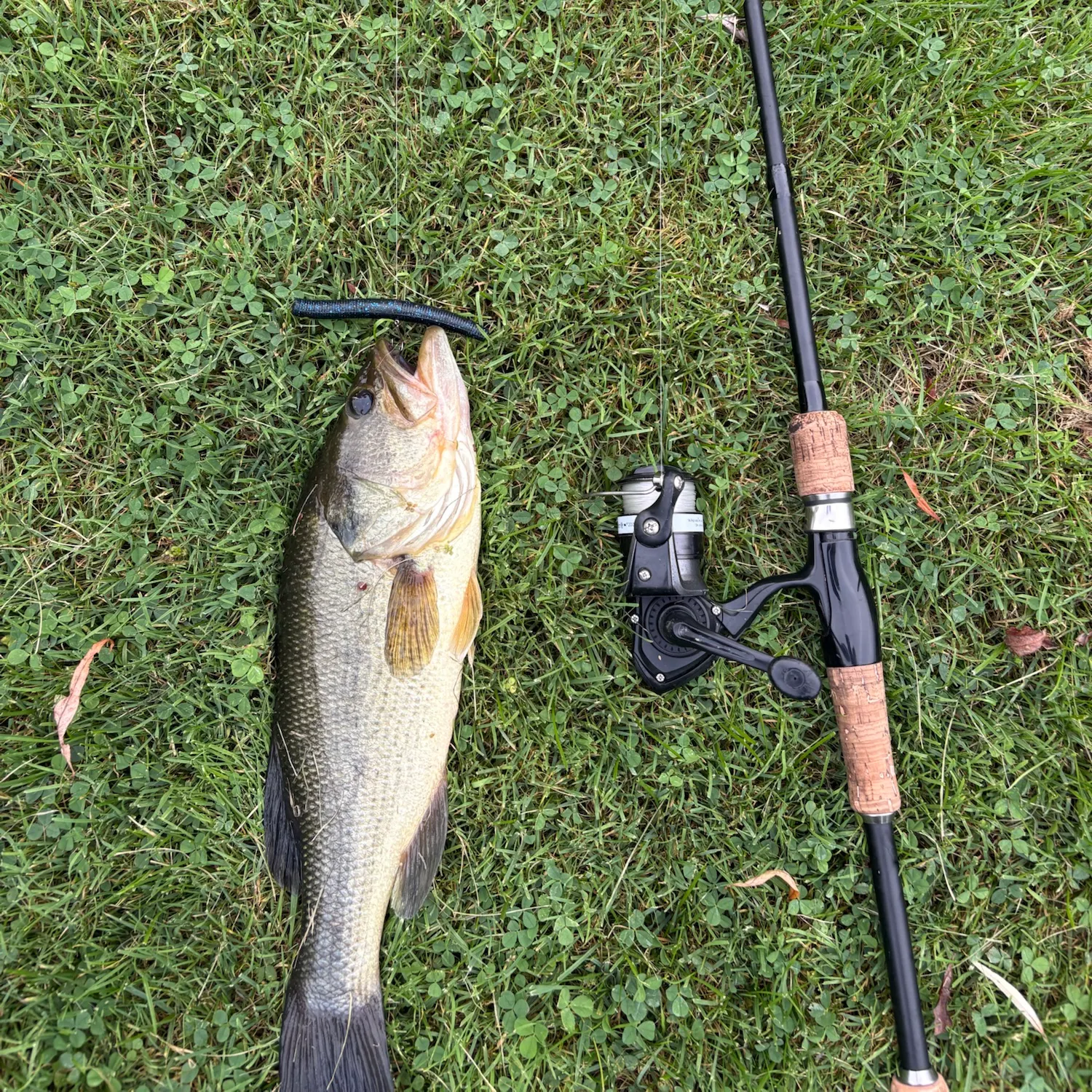 Largemouth bass caught on Fishbrain