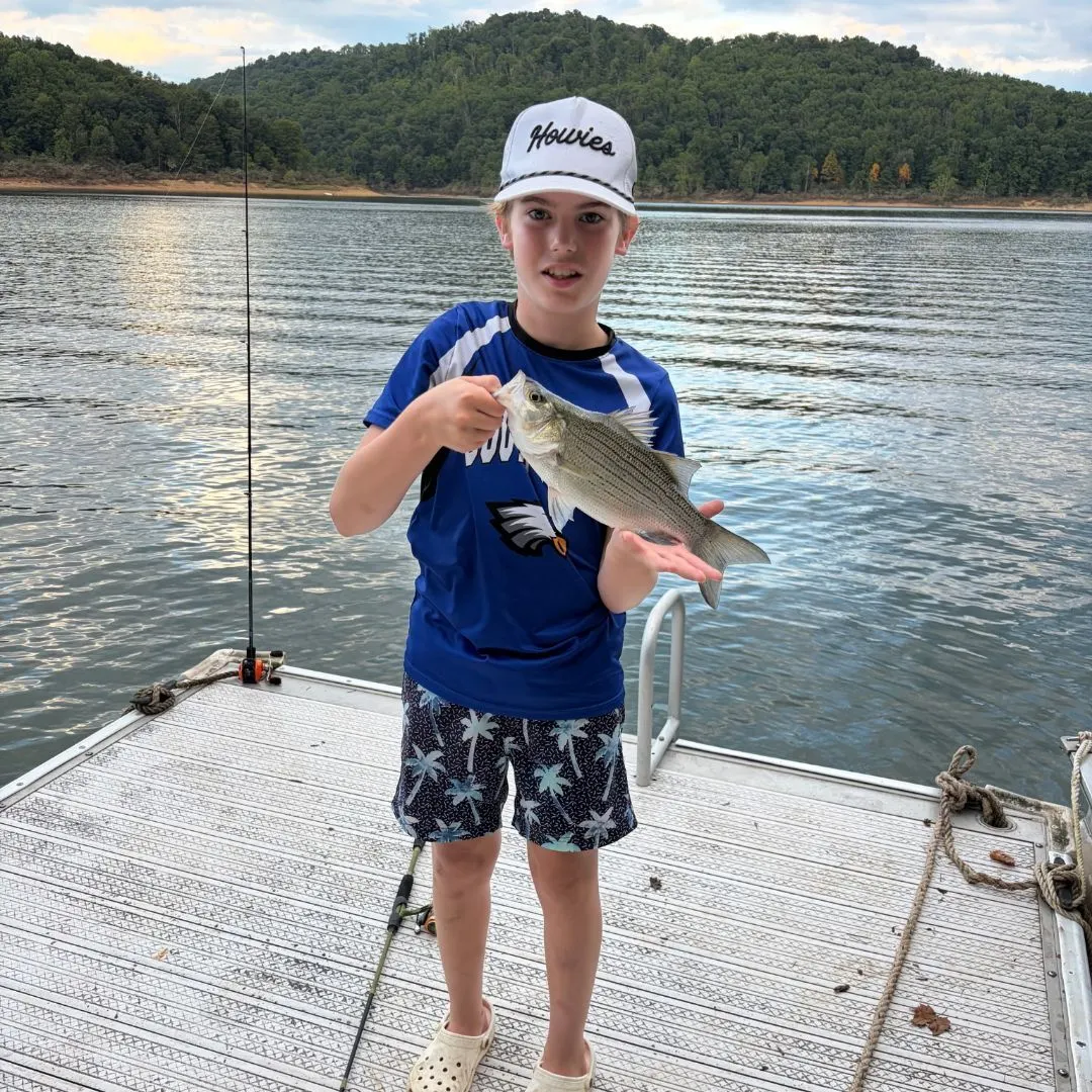White bass caught on Fishbrain