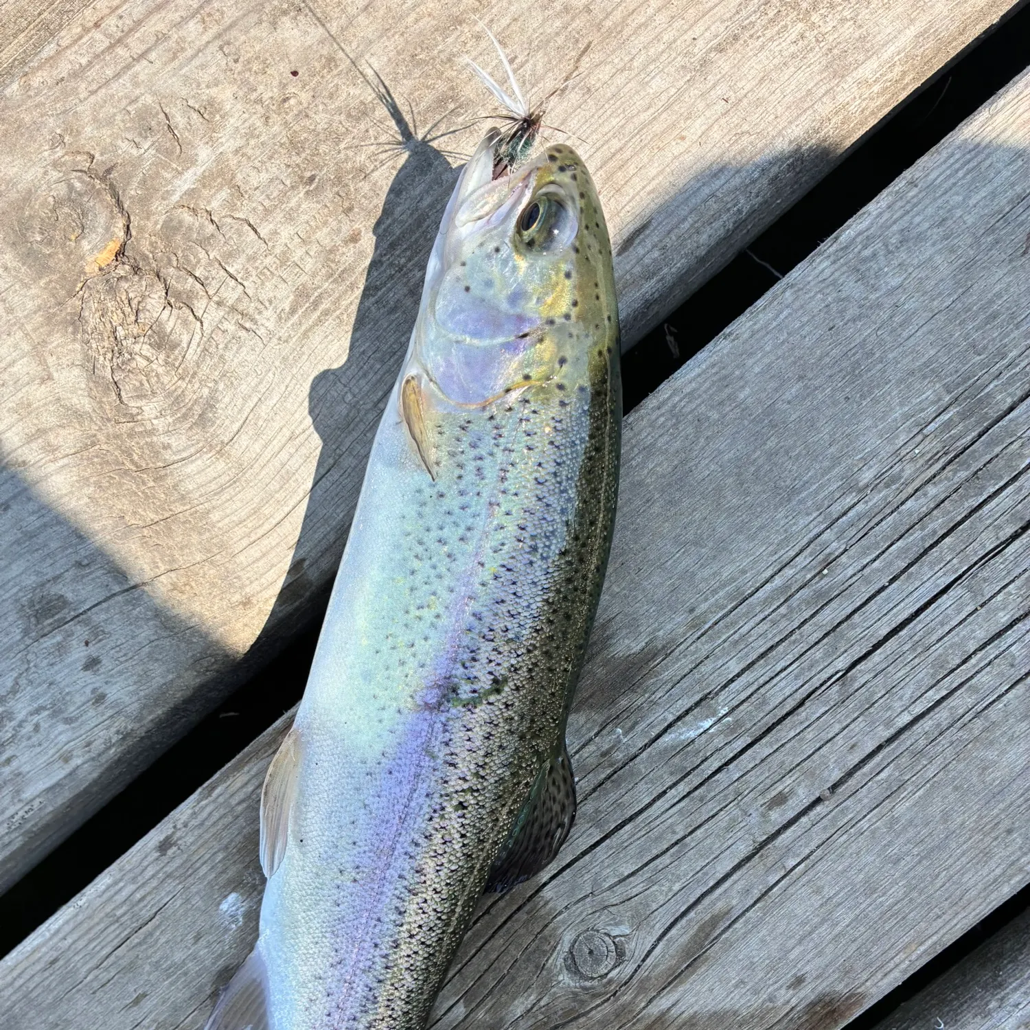 angler catch