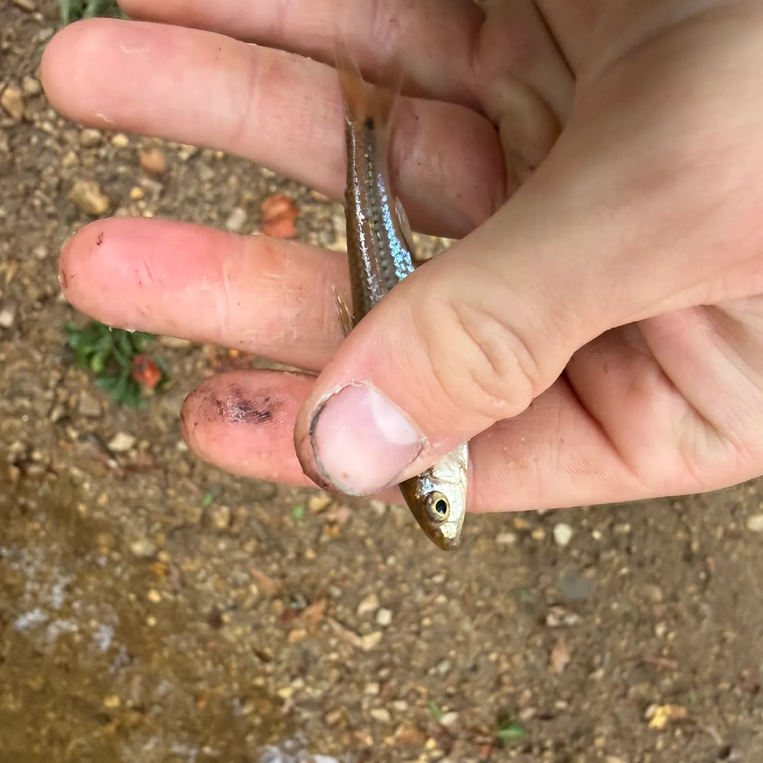 The most recent Spottail shiner catches on Fishbrain