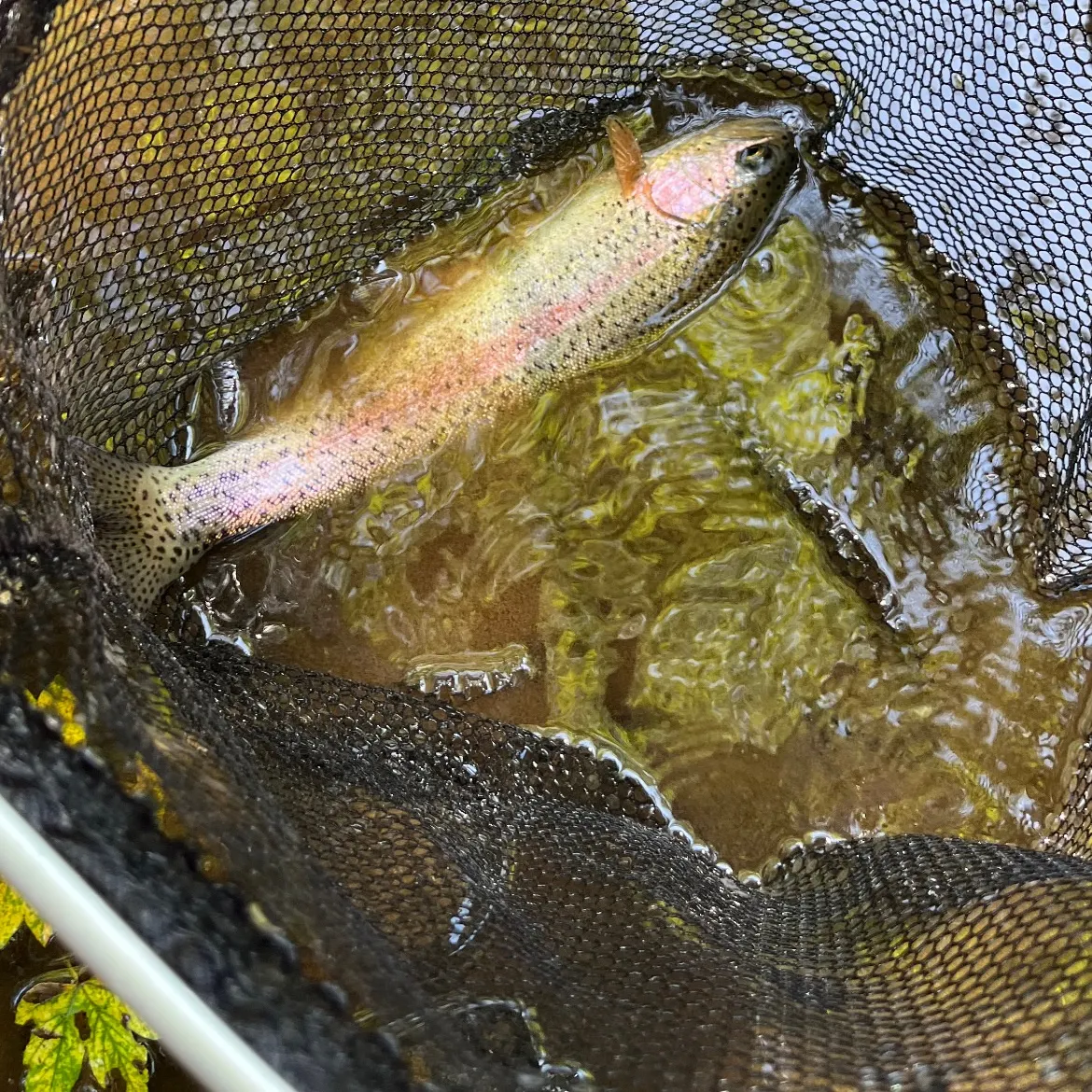 Rainbow trout caught on Fishbrain