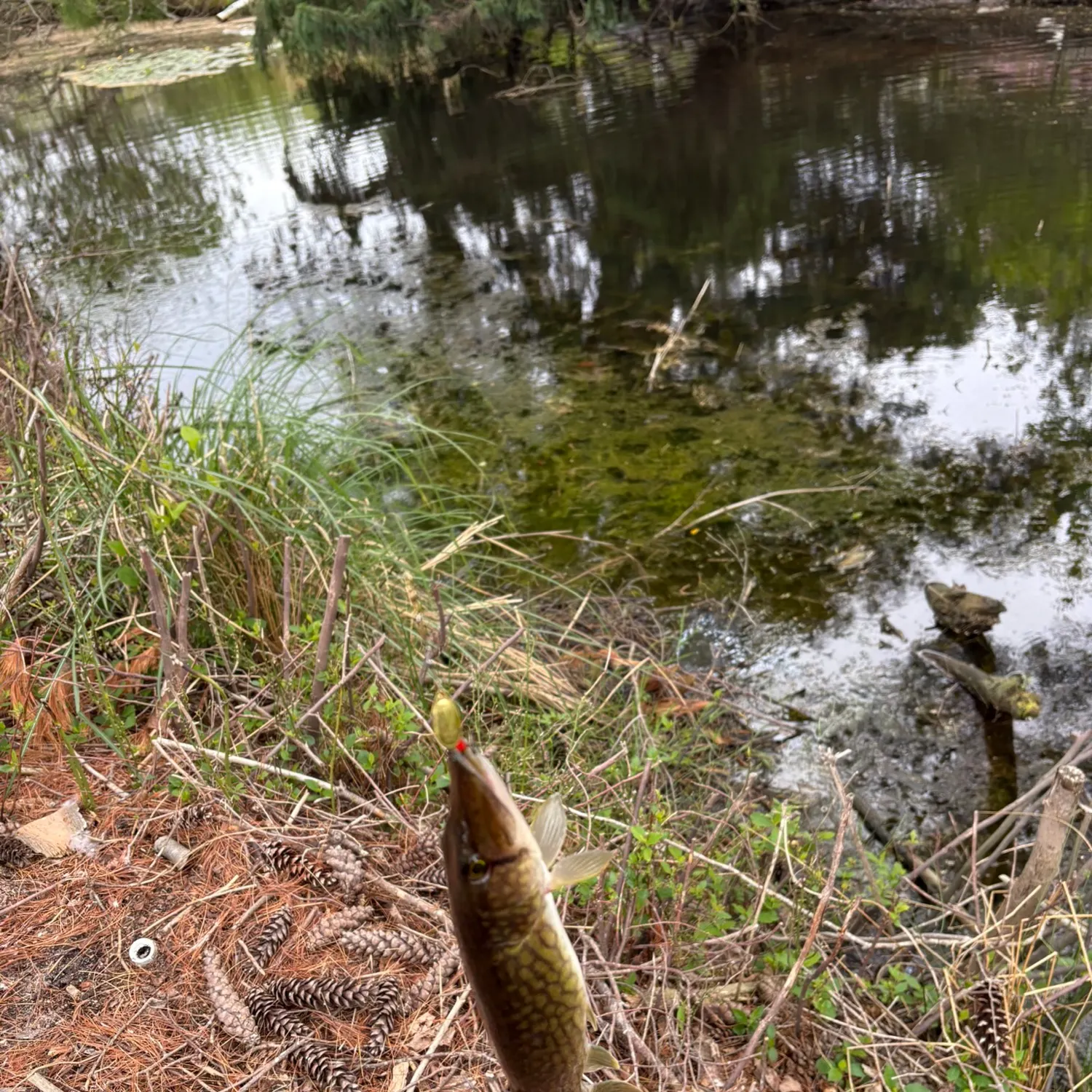 Chain pickerel caught on Fishbrain