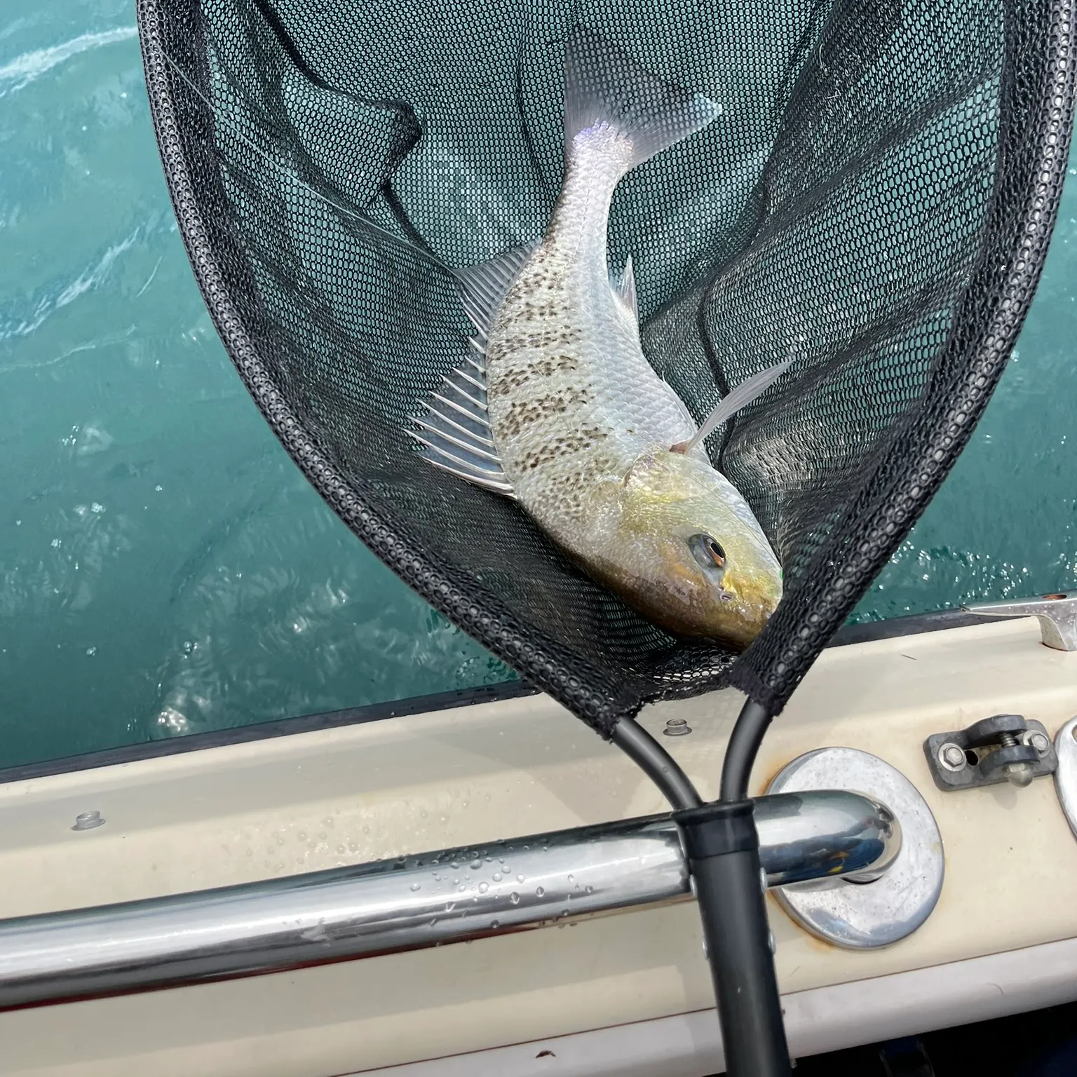 The most recent Silver grunt catches on Fishbrain