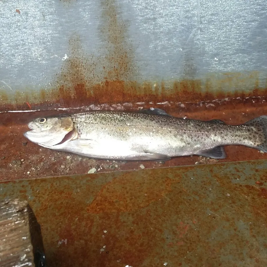 Rainbow trout caught on Fishbrain