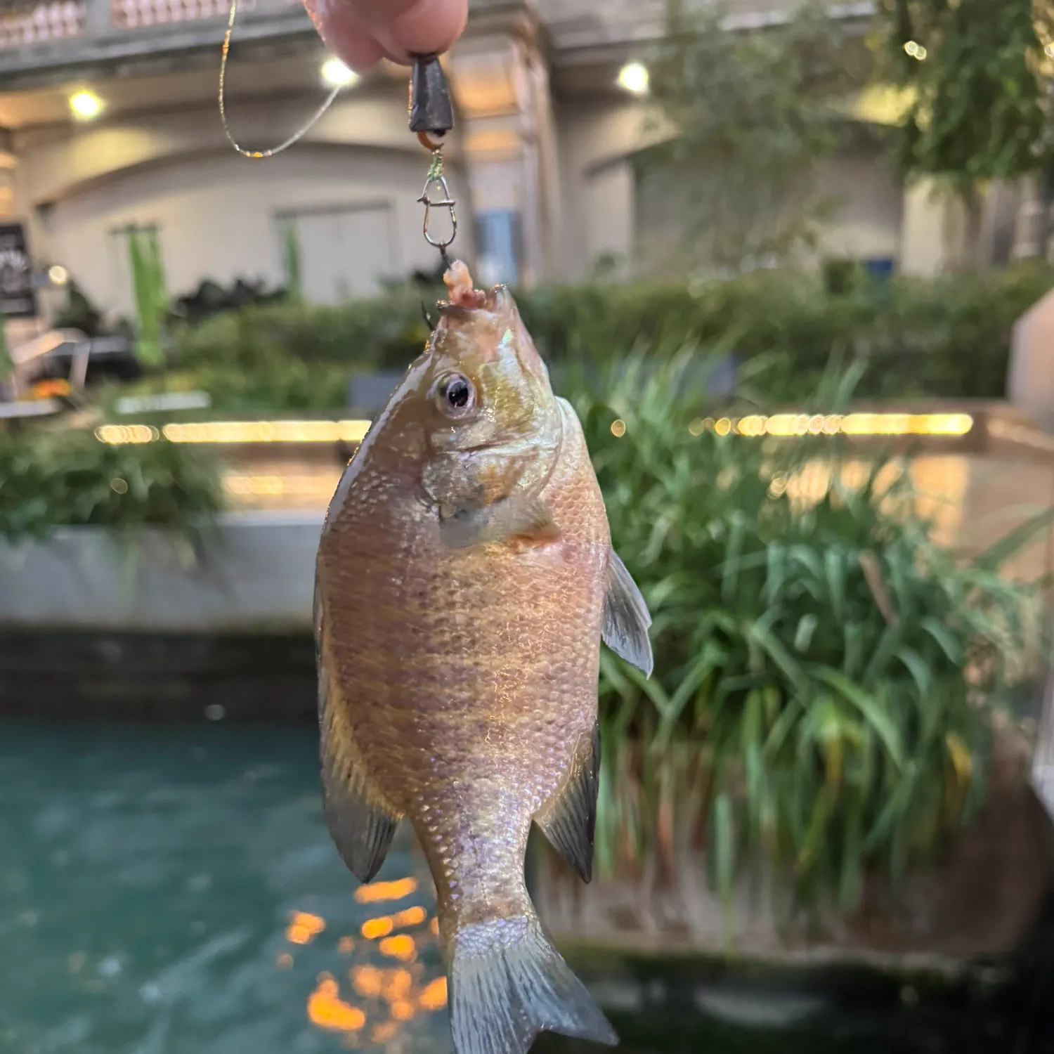 Bluegill caught on Fishbrain