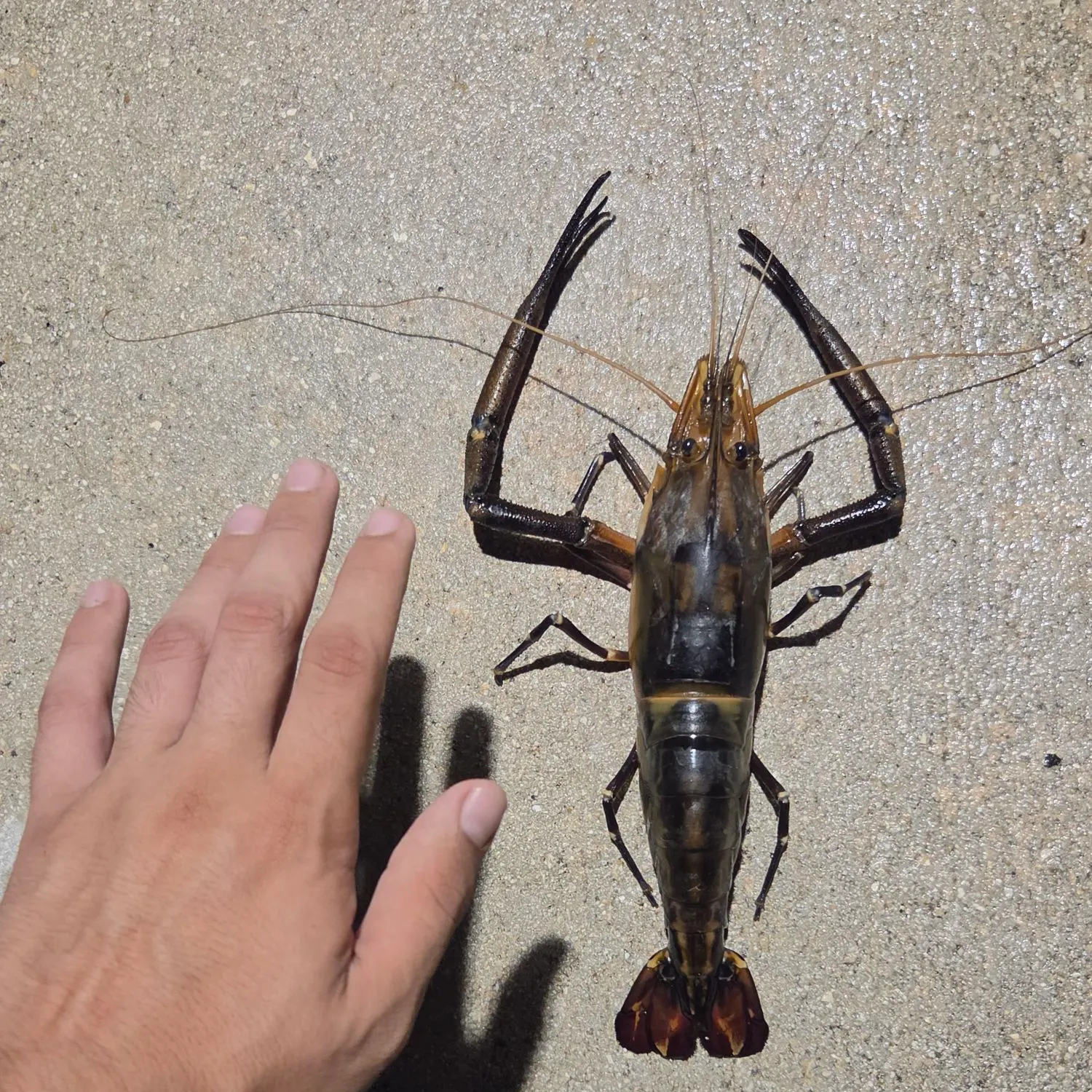 Big water crayfish caught on Fishbrain