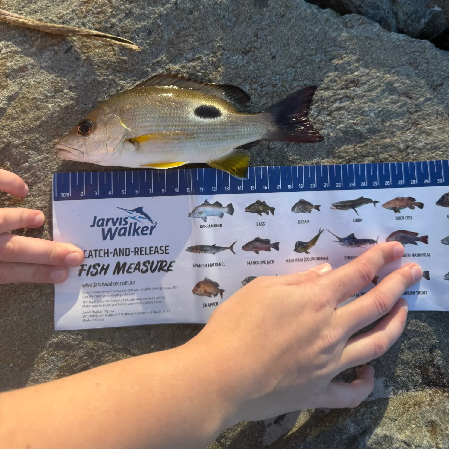 The most recent Moses perch catches on Fishbrain