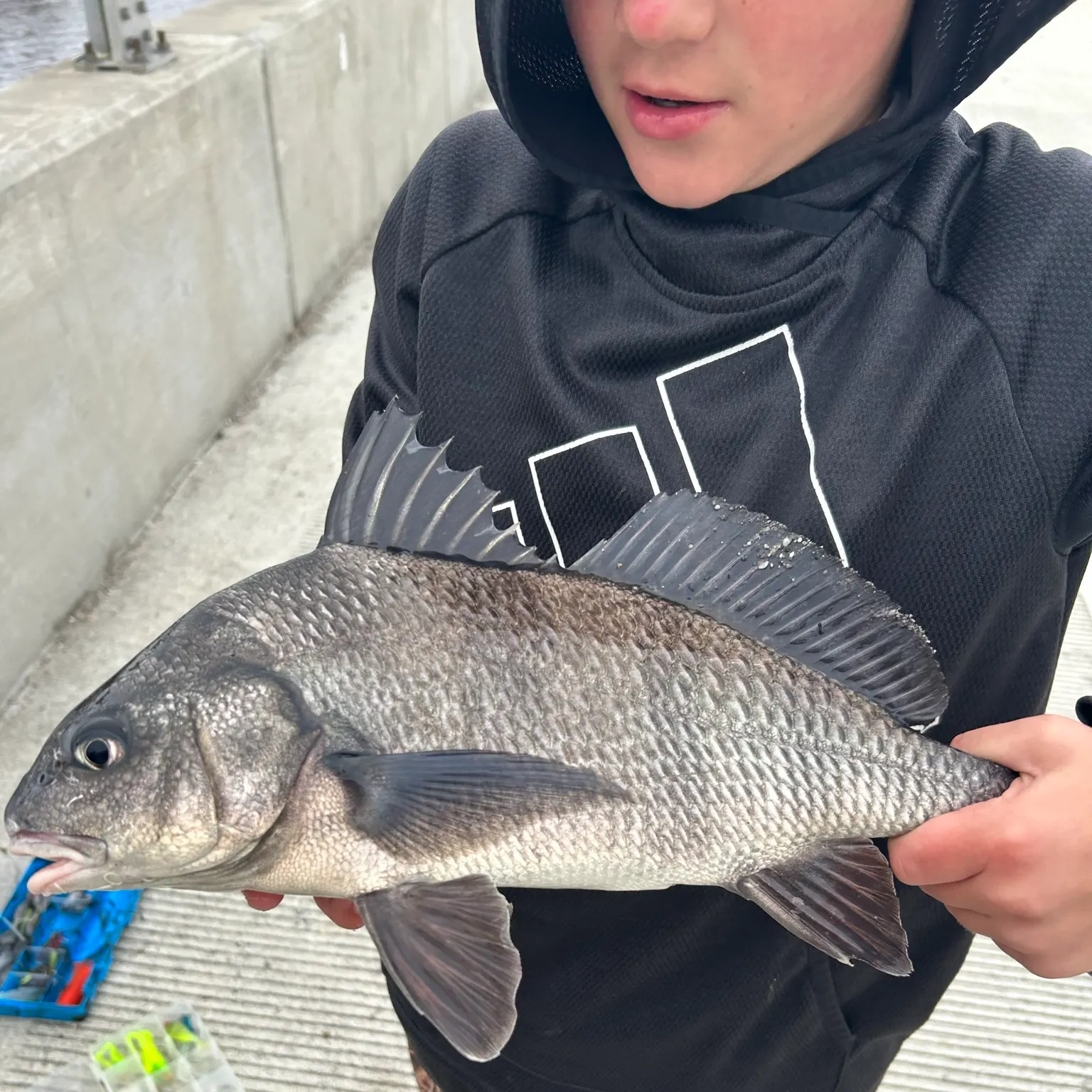 The most recent Black drum catches on Fishbrain