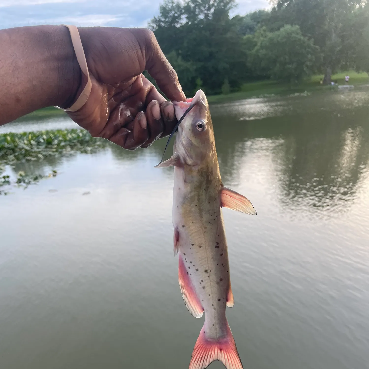 catch