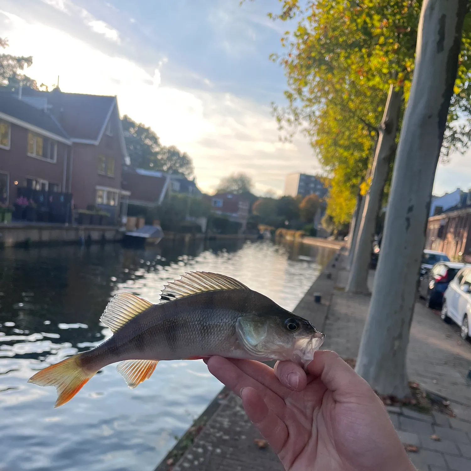 catch