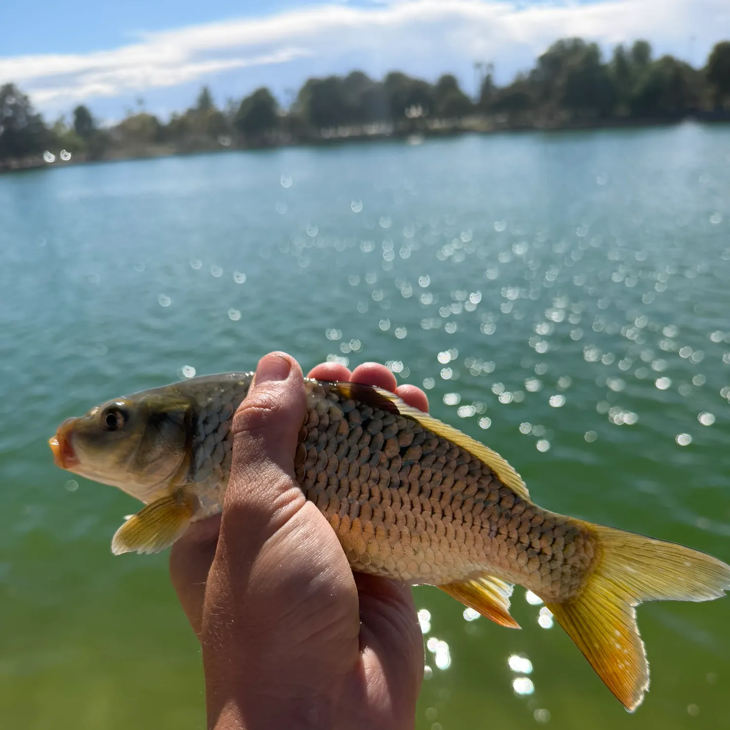 Common carp caught on Fishbrain