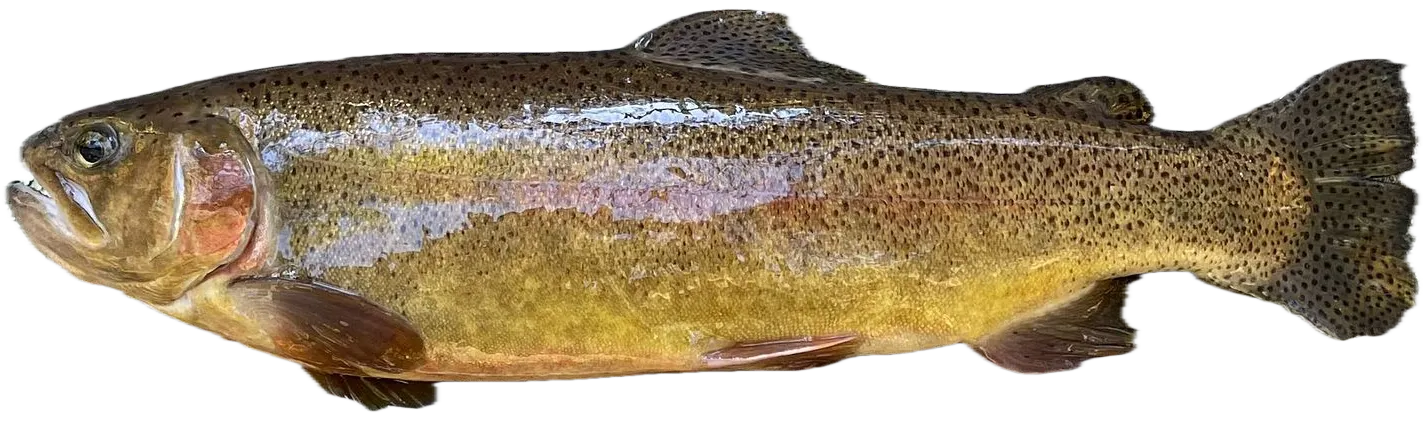 Gila trout