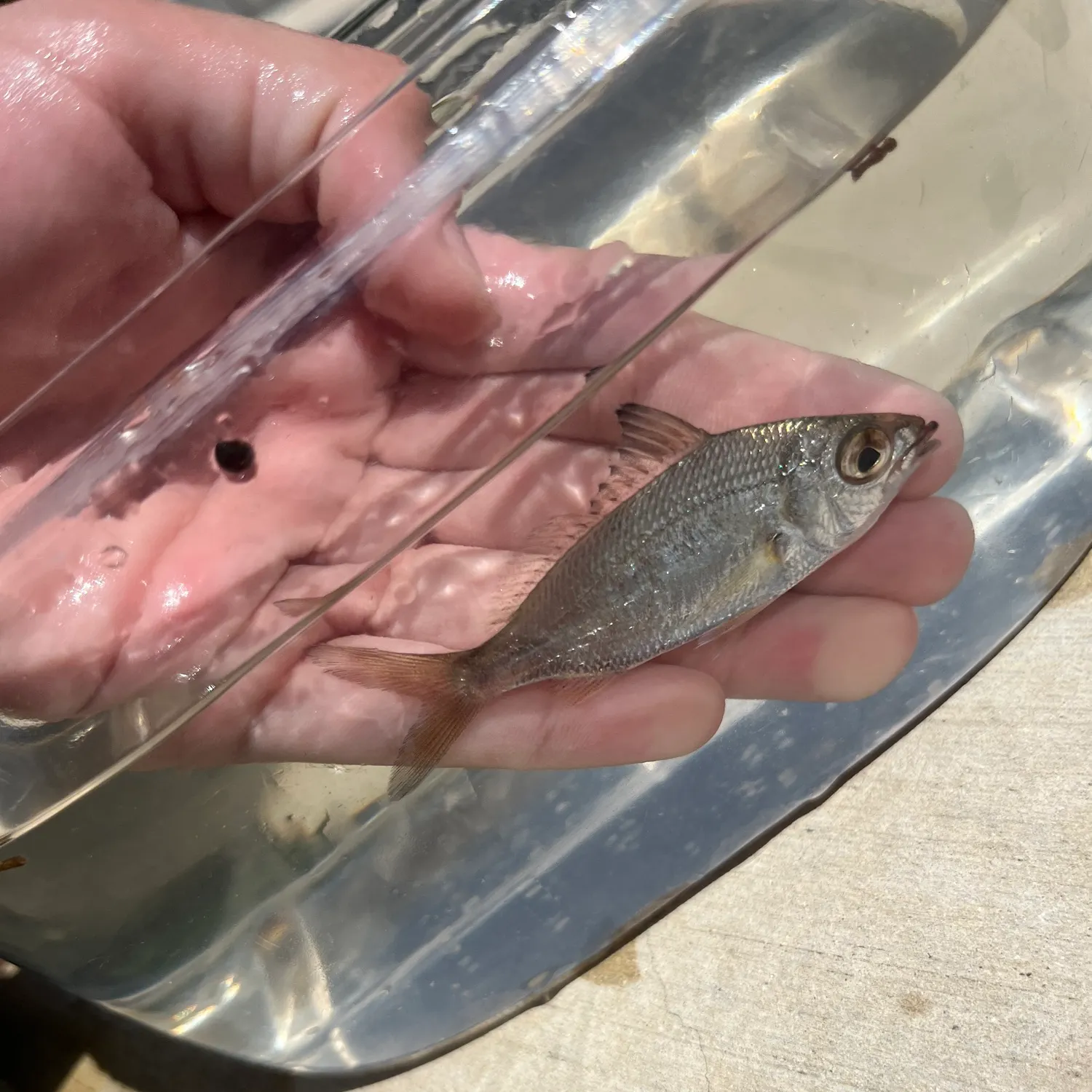 Slender mojarra caught on Fishbrain